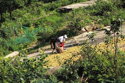8月1日，湖南省邵陽市，隆回縣小沙江鎮虎形山鄉大托村，花農正在晾曬金銀花。圖/CFP