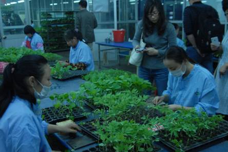 福建廈門如意為蔬菜生產建立“生長檔案” 食品安全可追溯