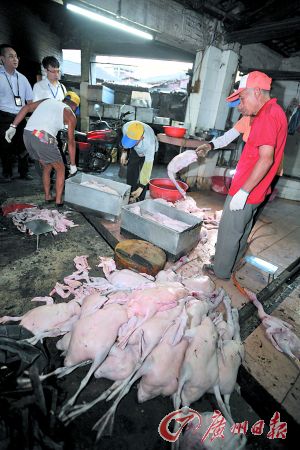 死鴨、死鵝隨意堆在臟乎乎的地上。廣州日報記者龍成通攝